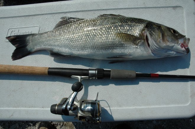 http://www.marine-fishing.gr/wp-content/uploads/2016/11/lavraki.jpg